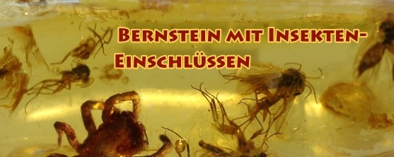 Insekteneinschlüsse in Bernstein