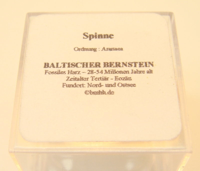Spinne - Interessante Insekteneinschlüsse im Bernstein