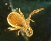 Arthropods in Baltic Amber